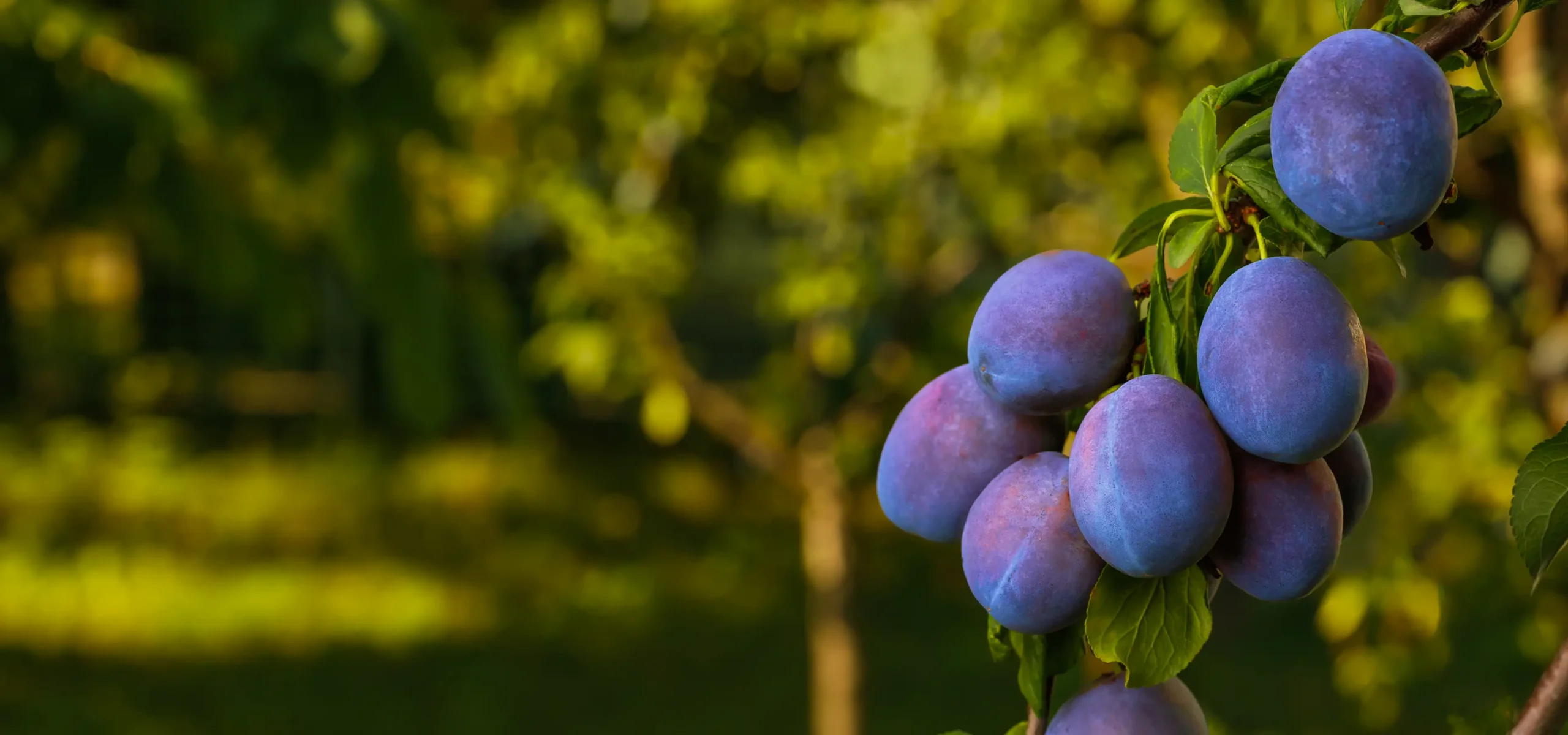 Cultivarea și procesarea<br />
prunelor în inima Moldovei